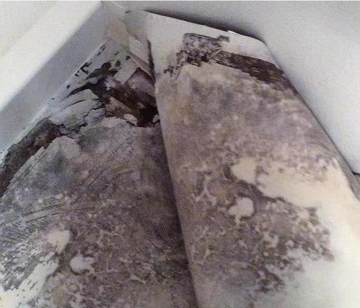 Severe mold growth under flooring in bathroom.