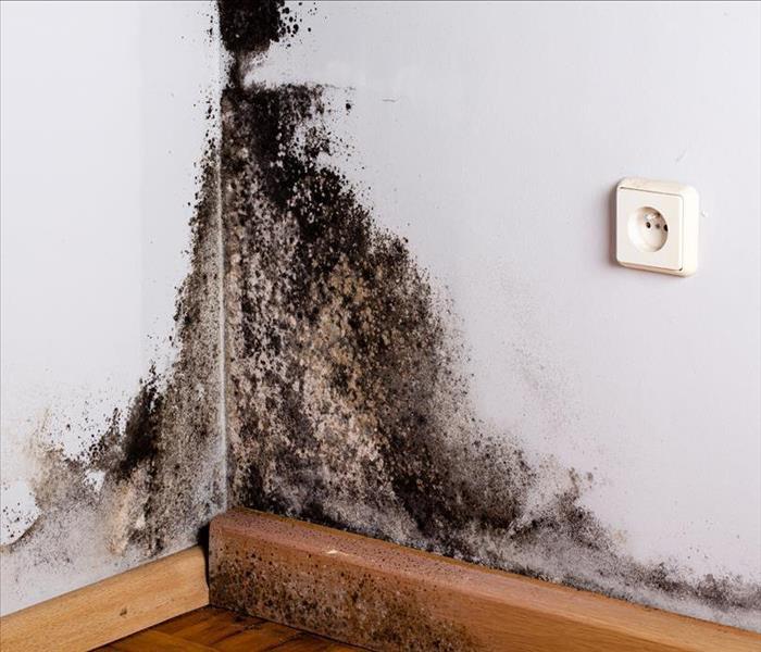 Image of mold growth on white wall